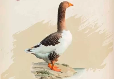 Kaz Yetiştiriciliği Eğitimi Başlıyor