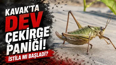 Kavak'ta Dev Çekirge Paniği: İstila mı Başladı?