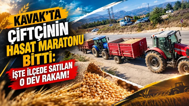 Kavak'ta Çiftçinin Hasat Maratoni Bitti: İşte İlçede Satılan O Dev Rakam!